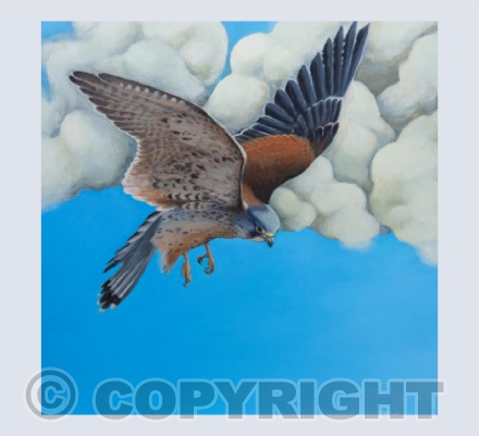 Kestrel