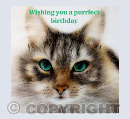 Wishing you a purrfect birthday
