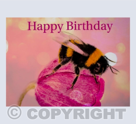 Pink bee Happy Birthday