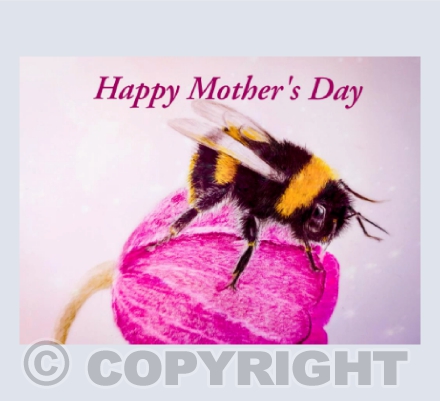 Happy bee