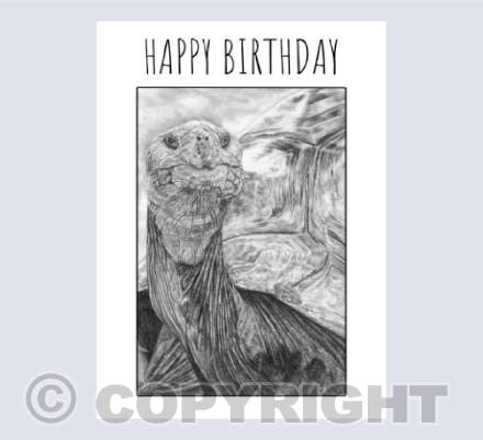 Tortoise birthday