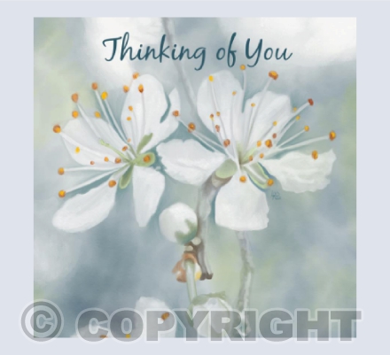 Apple Blossom