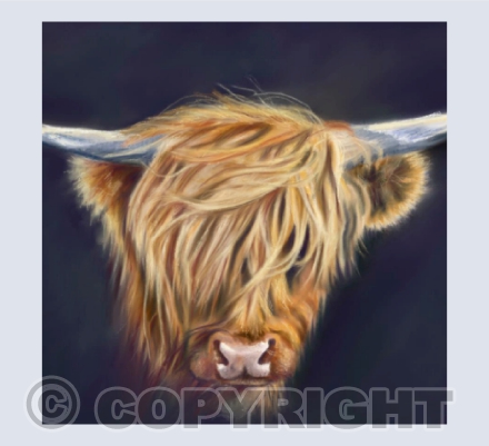 Highland Coo