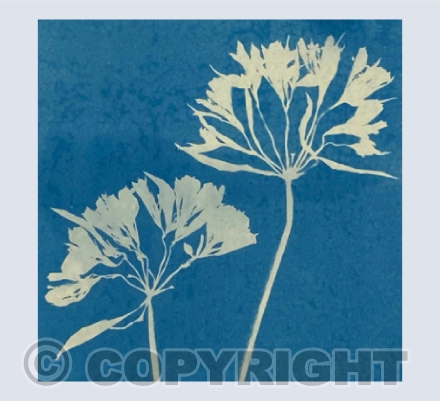 Agapanthus 1