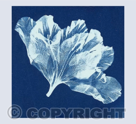 Alstroemeria