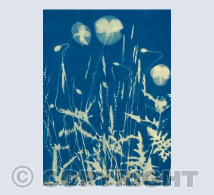 Lying amongst the Poppies