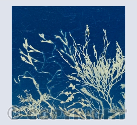 In the Rock Pool