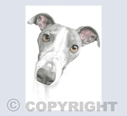 Whippet