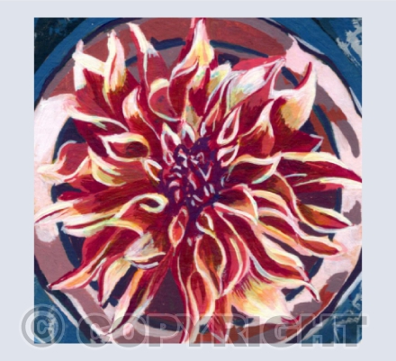 Colourful Kitchen Hot Dahlia