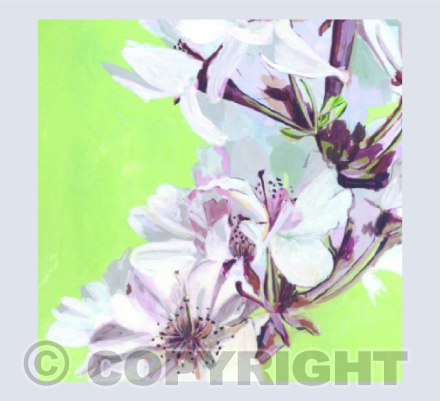 Fresh Cherry Blossoms Card