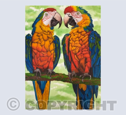 Rainbow macaws