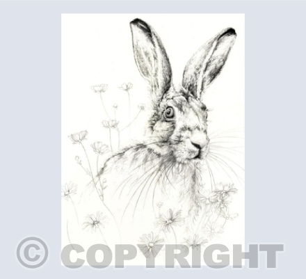 Native Brown Hare