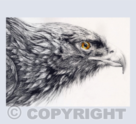 Golden Eagle