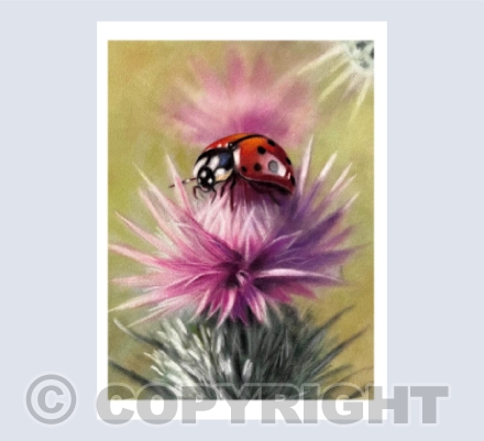 Ladybug