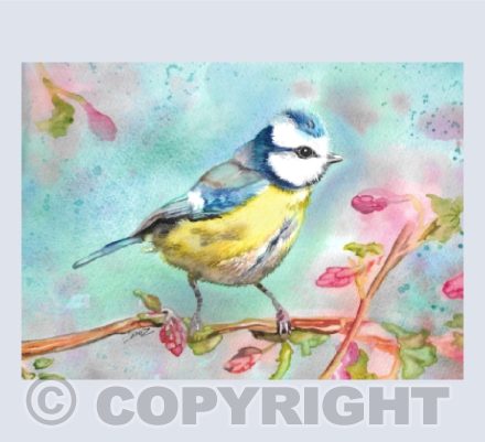 Blue Tit