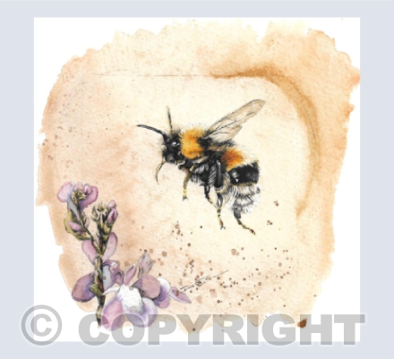 Bee