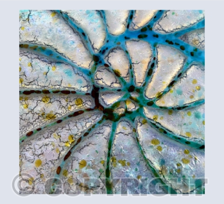 Giant Ammonite
