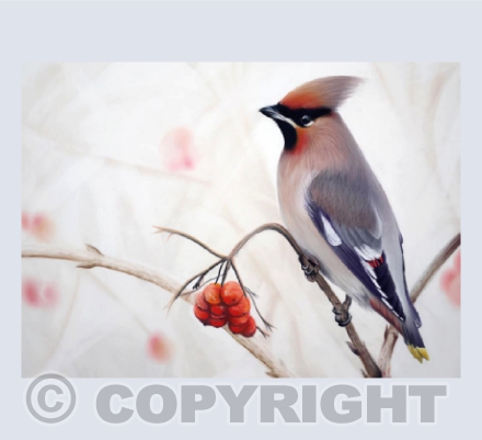 Winter Wanderer - Bohemian Waxwing Pastel Painting