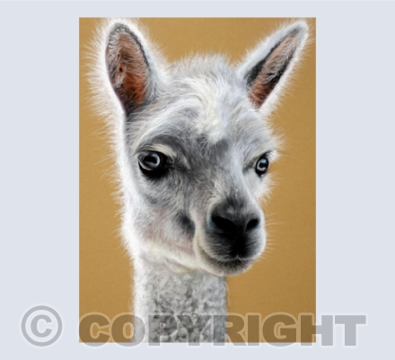 Bright Eyes - Alpaca Painting in Soft Pastel