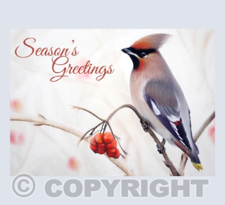 Christmas Edition - Winter Wanderer Pastel Painting of a Bohemian Waxwing