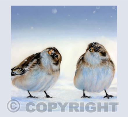 Winter Walks - A Snow Bunting Pastel Painting