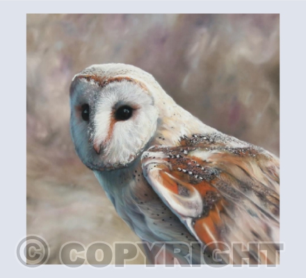 The Watcher - Barn Owl