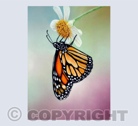Butterflies 1 - Monarch in Pastel