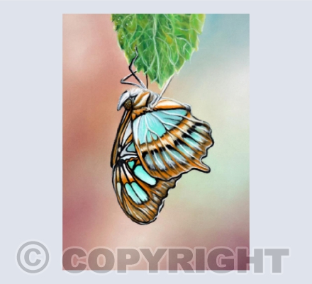 Butterflies 1 - Malachite in Pastel