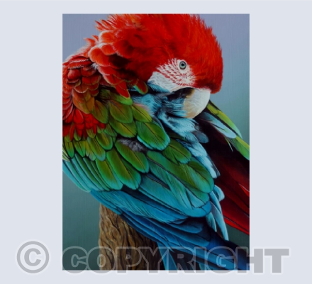 Allure - Red and Green Macaw (Green Winged Macaw) Acrylic Painting