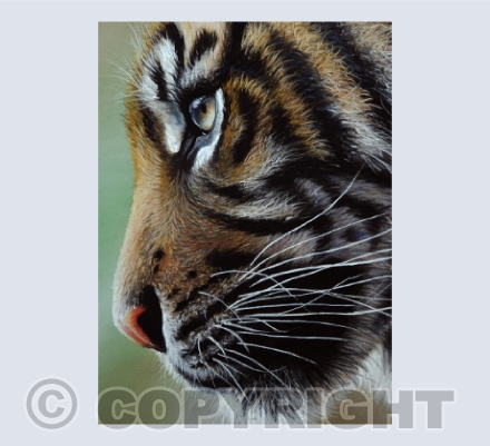 Focus - Sumatran Tiger Pastel Painting