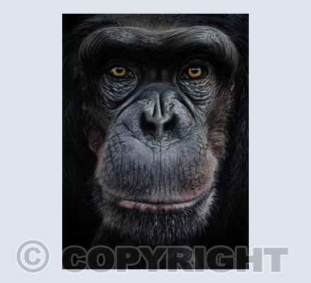 See My Soul - Western Chimpanzee in Pastel