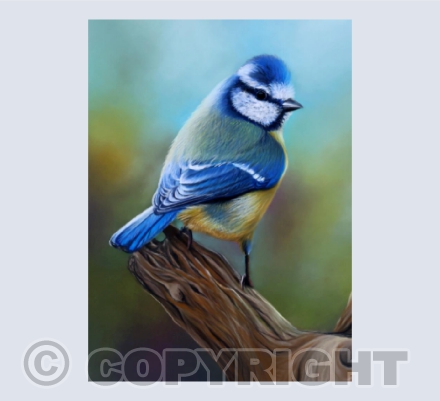 Dreamer - Blue Tit in Pastel