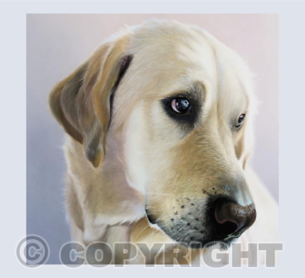 Goldador (Golden Retriever/Labrador) Painting