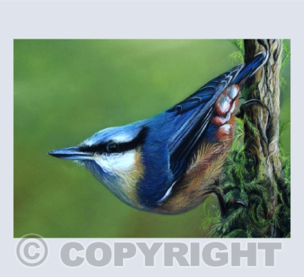 Nuthatch