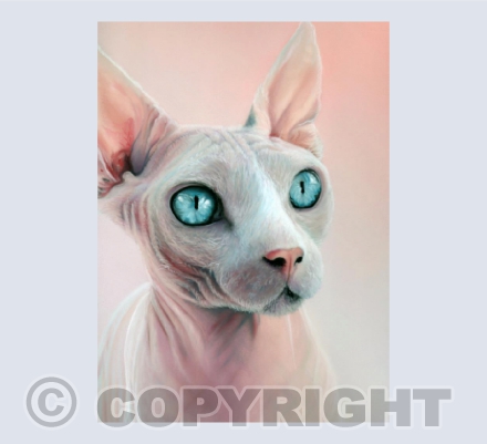 Ocean Eyes - Sphynx Cat