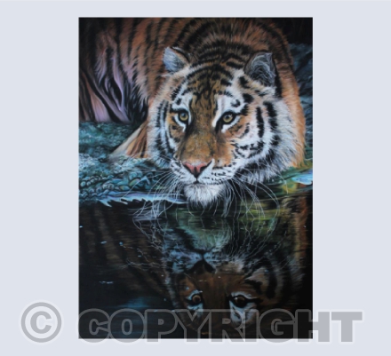 Bath Time - Siberian Tiger