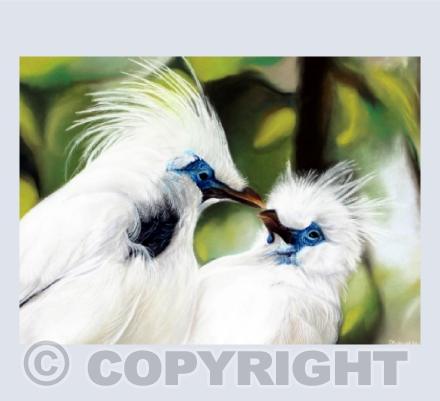 Till Death Do Us Part - Bali Starlings - Critically Endangered