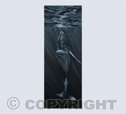 Serenity - Humpback Whale