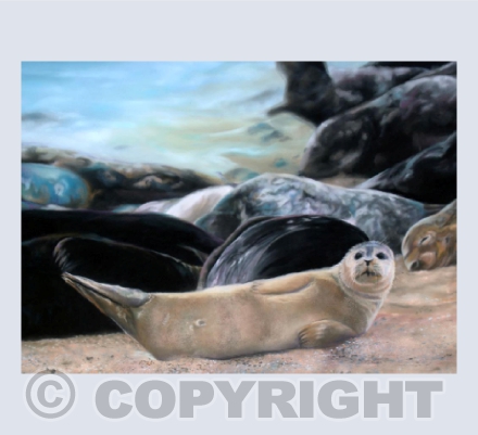 Horsey Gap Seals