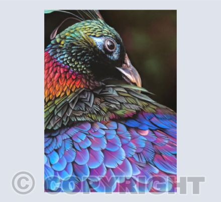 Iridescence - A pastel painting of a Himalayan Monal