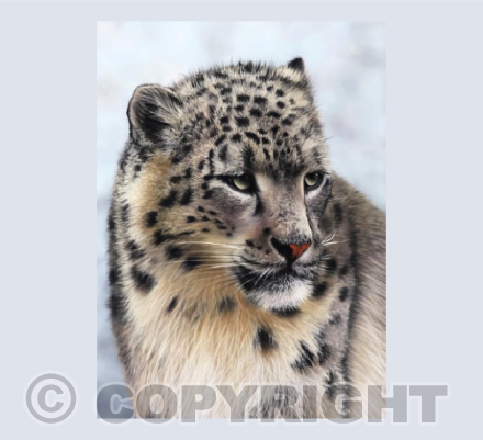 Ghost - Snow Leopard Painting