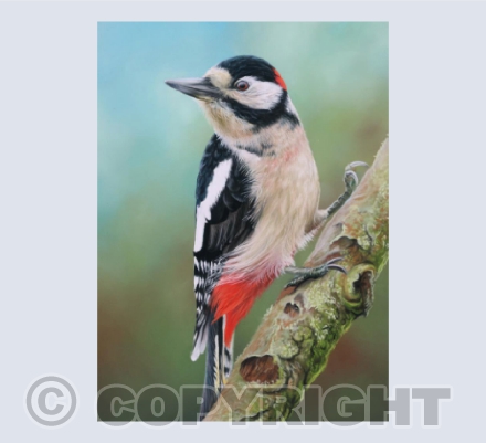 Keeper - An original pastel painting of a Great Spotted Woodpecker