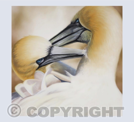 Devotion - Pastel Painting of Gannets