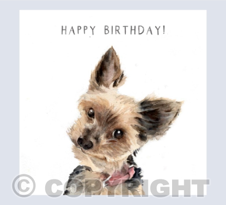 Millie - Yorkshire Terrier