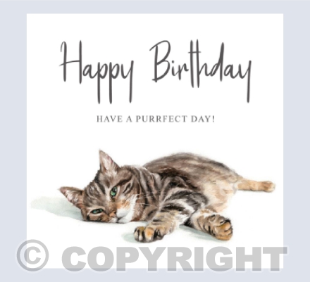 Tabby Cat
