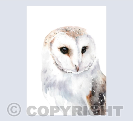 'Orion' Barn Owl