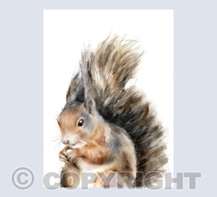 'Connie' Red Squirrel