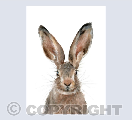 'Jack' Hare