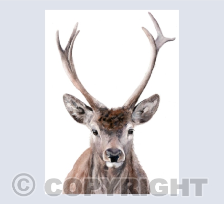 'Buck' The Stag