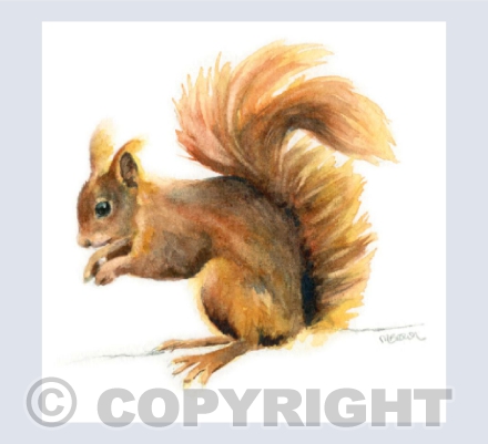 'Tulip' Red Squirrel